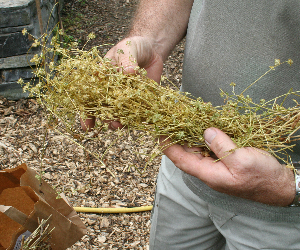 La caractérisation des variétés des espèces potagères