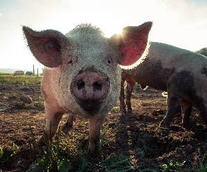 Pas de béton pour nos cochons !