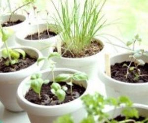 Installer vos plantes aromatiques BIO !