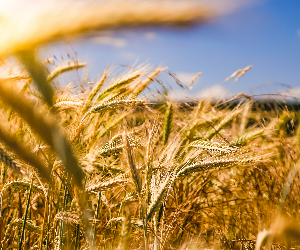 Le rôle de la sélection variétale dans la qualité des céréales panifiables wallonnes