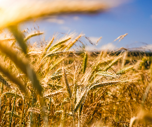 Politique Agricole Commune : Priorités stratégiques wallonnes pour l’après 2020