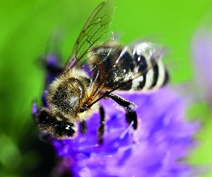 « Abeille », vous avez dit « abeille » ?