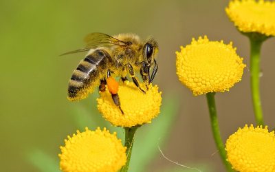 Protection des abeilles : vote favorable de la commission Environnement