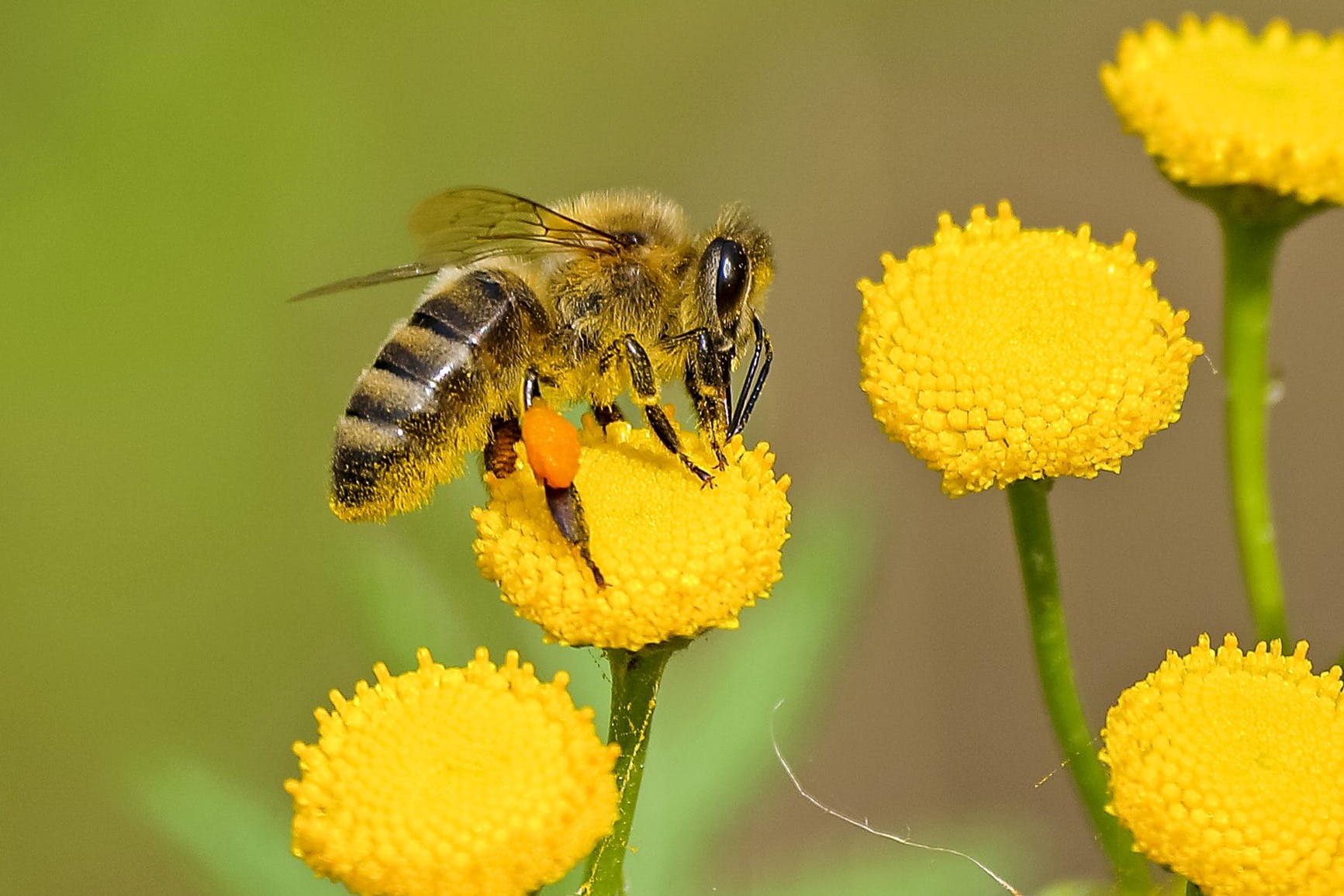 Sulfoxaflor abeilles