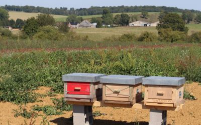 Sauvons les abeilles et les agriculteurs !