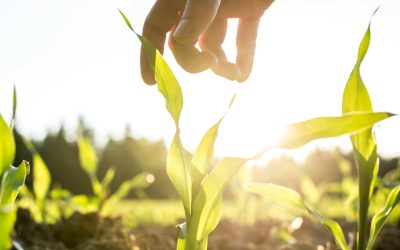 Pour une autonomie alimentaire, pensons aux producteurs BIO Nature & Progrès