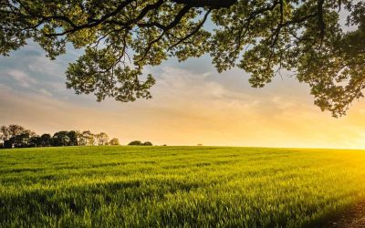 Les ONGs environnementales appellent la Belgique à adopter les stratégies de l’Europe sur la biodiversité, l’alimentation et l’agriculture