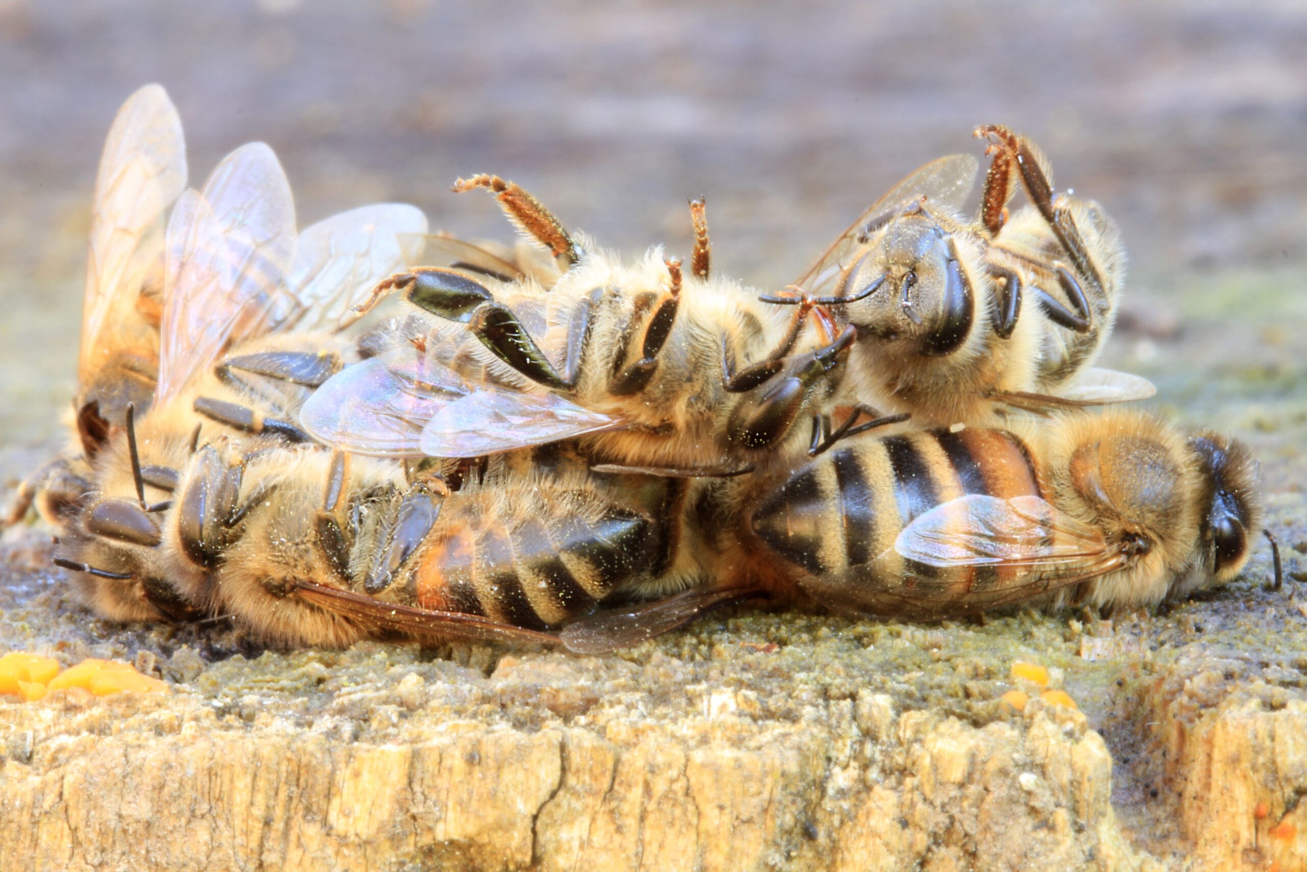 Abeilles mortes