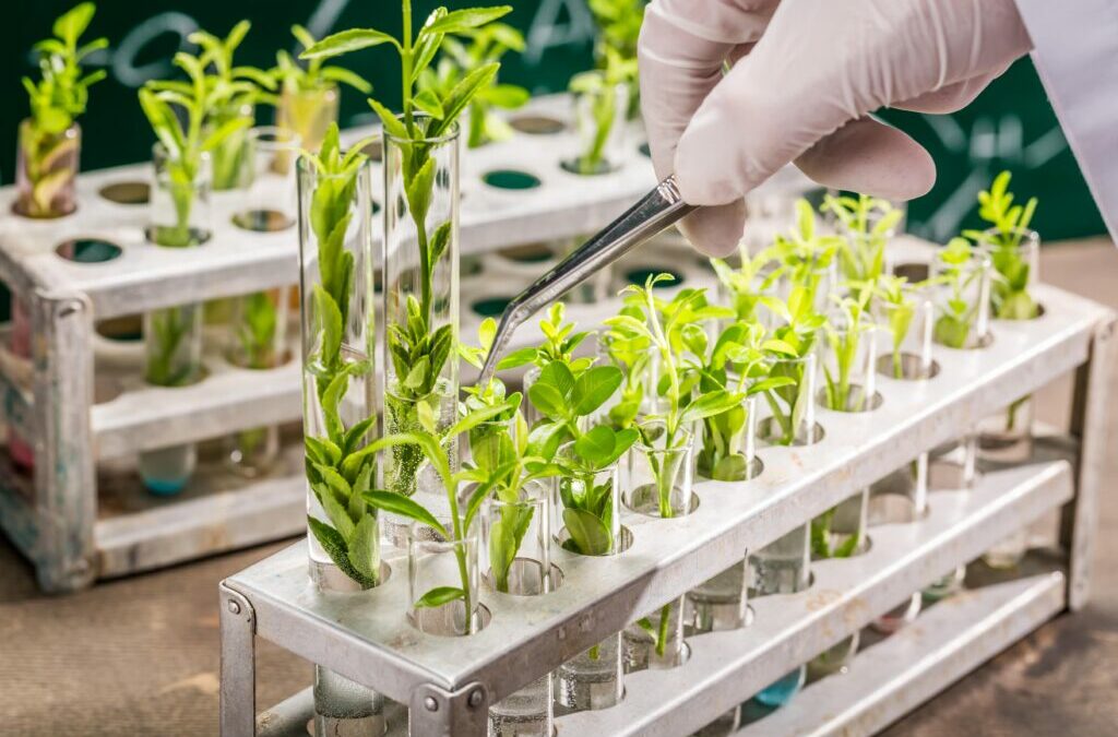 Nouveaux OGM : les citoyens ont le droit de choisir