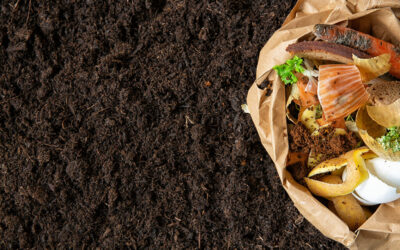 Créer son compost : un acte écologique et économique