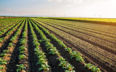 Le contrôle de l’utilisation des pesticides en Région wallonne