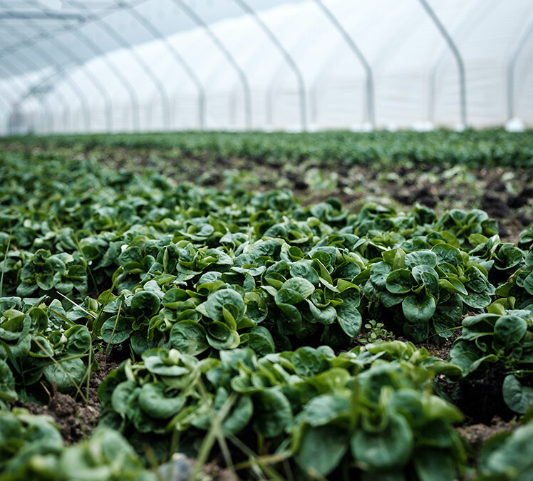 Industrialiser le bio ? Mais jusqu&rsquo;où