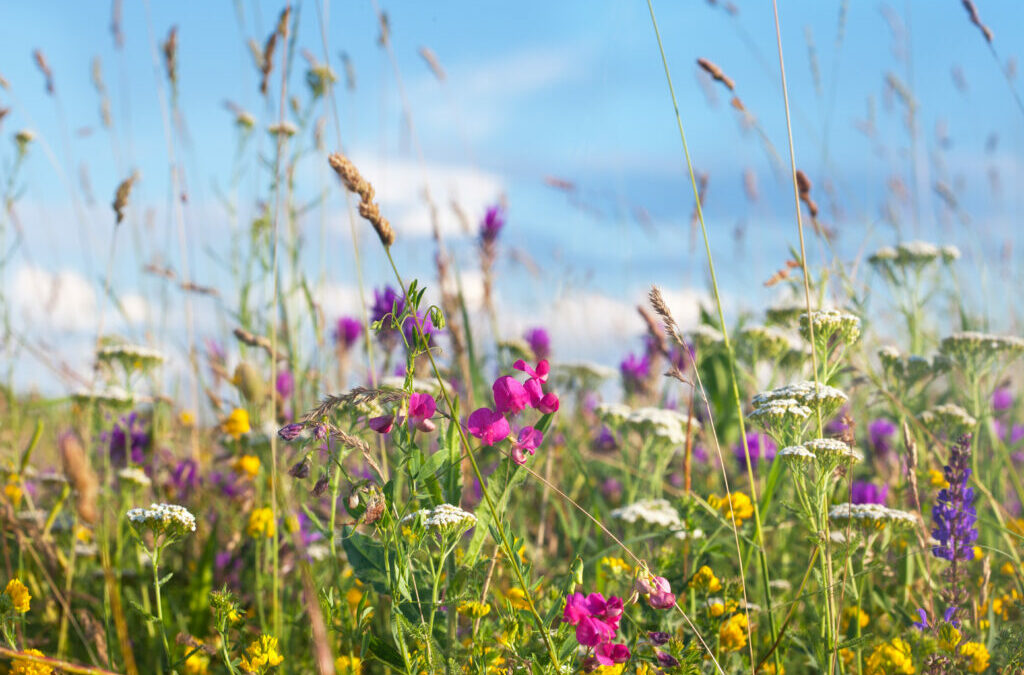 Balade reconnaissance des plantes sauvages comestibles à Mont-Saint-Guibert
