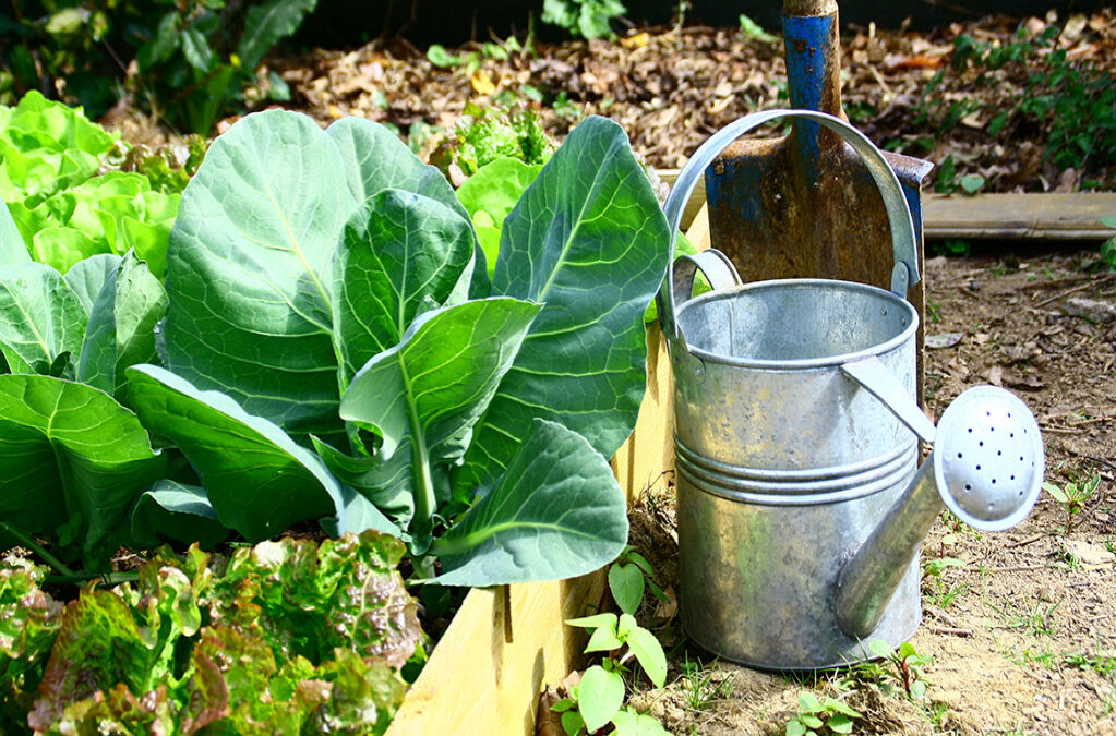Réduire ses émissions de CO2 grâce à un projet de potager collectif