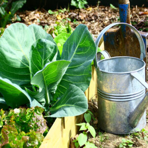 potager