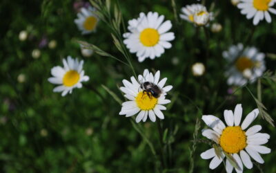 Des nouvelles du Plan Bee, le projet en faveur de la biodiversité