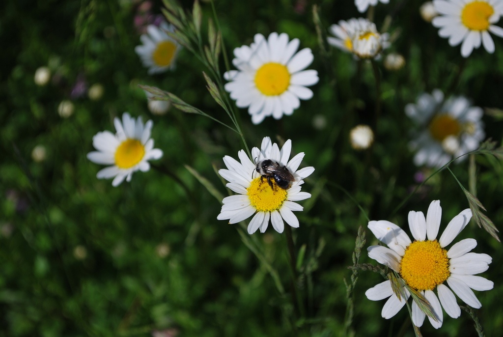 Plan Bee Andrena cineraria