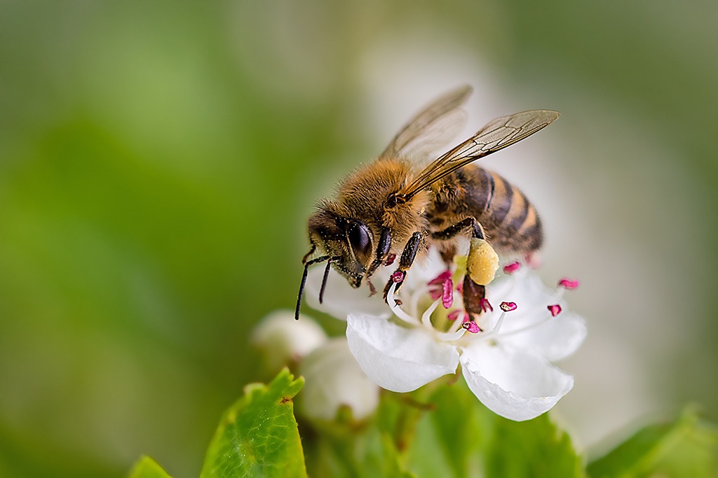 abeille sulfoxaflor
