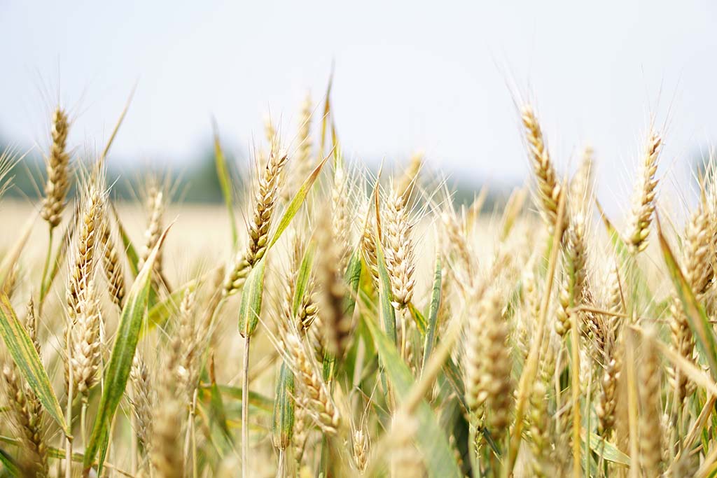 agriculture champ blé