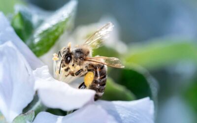 Les insecticides au Sulfoxaflor bientôt interdits en Belgique