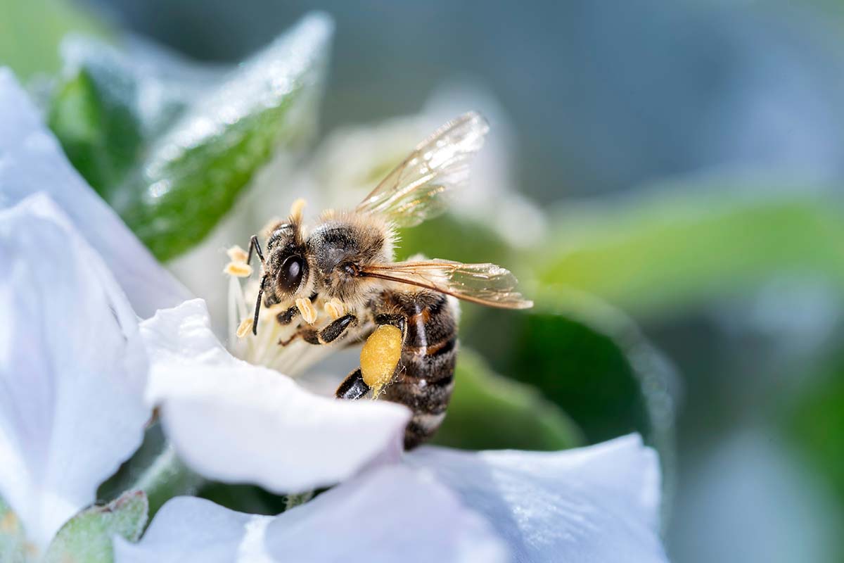 Abeille sur pommier