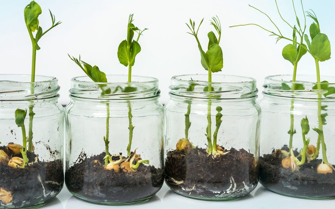 Café biodiversité : Comment agir sur ma santé et pour la planète ?