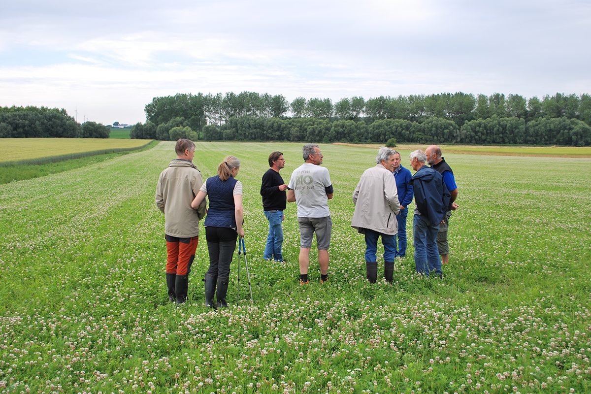 Culture BIO mélange trèfle blanc-dactyle-luzerne (alternatives au glyphosate)