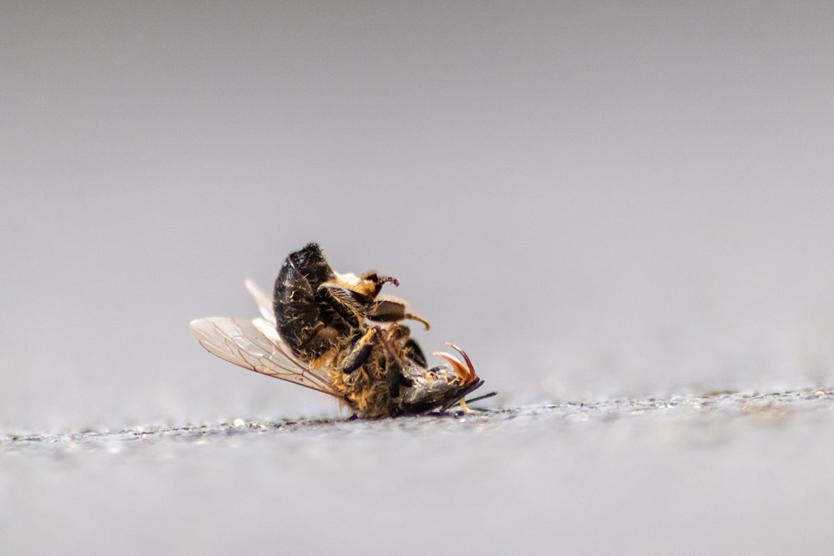 abeille morte pesticide
