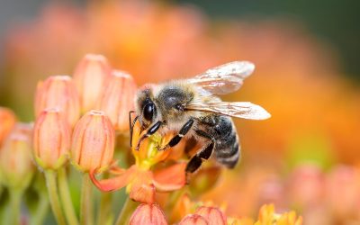 Fin des dérogations pour les néonicotinoïdes : c’est bien mais Nature & Progrès en veut plus