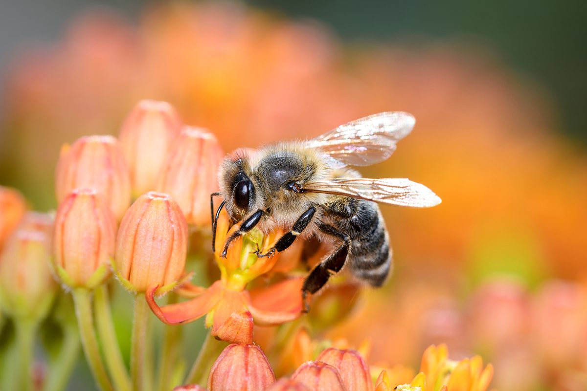 abeilles néonicotinoïdes