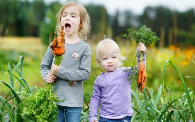 La Wallonie doit garantir des conditions d’utilisation des pesticides à même de protéger sa population