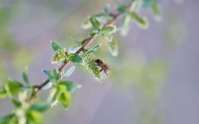 Dérogations pour les pesticides : la Cour de justice de l’UE met fin aux dérogations pour l’utilisation des néonicotinoïdes toxiques pour les abeilles