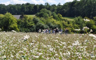 Plan Bee : bilan de 3 années en faveur de la biodiversité