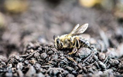 Nouvelle dérogation d’un pesticide interdit : Nature & Progrès et PAN Europe mettent en demeure l’état Belge.