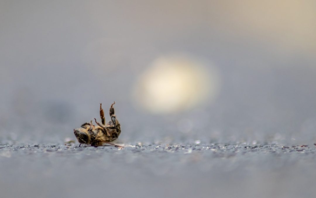 Dérogations illégales de pesticides: Nature & Progrès Belgique et PAN Europe assignent le Ministre Clarinval en justice pour non-respect du règlement sur les pesticides.