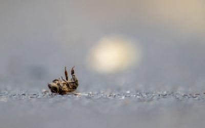 Dérogations illégales de pesticides: Nature & Progrès Belgique et PAN Europe assignent le Ministre Clarinval en justice pour non-respect du règlement sur les pesticides.