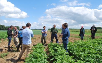 Des pommes de terre et des légumes plein champ sans pesticides chimiques de synthèse, c’est possible ! 