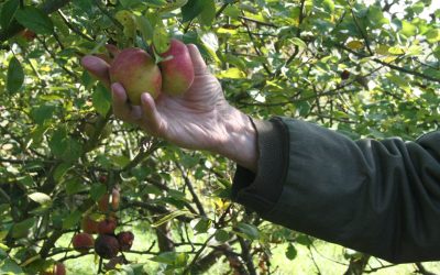 Les alternatives aux pesticides chimiques de synthèse en vergers et petits fruits