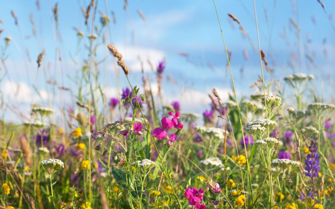 À la découverte des plantes sauvages comestibles