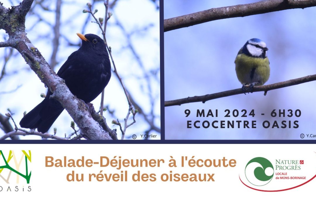 Balade et déjeuner à l’écoute du réveil des oiseaux