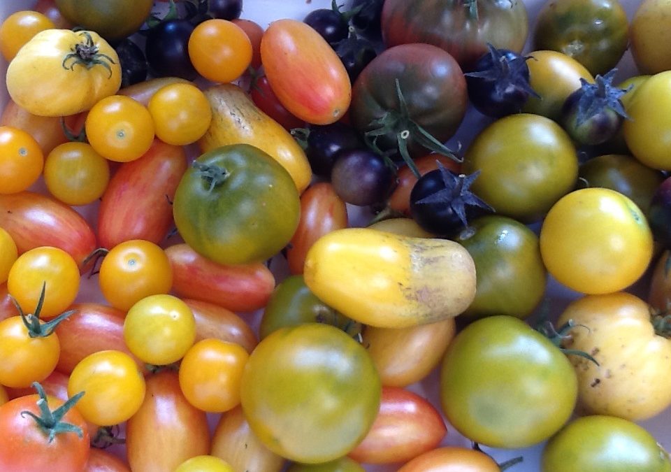 Portes Ouvertes : « Produire ses semences pour une véritable autonomie alimentaire » 30-06-24