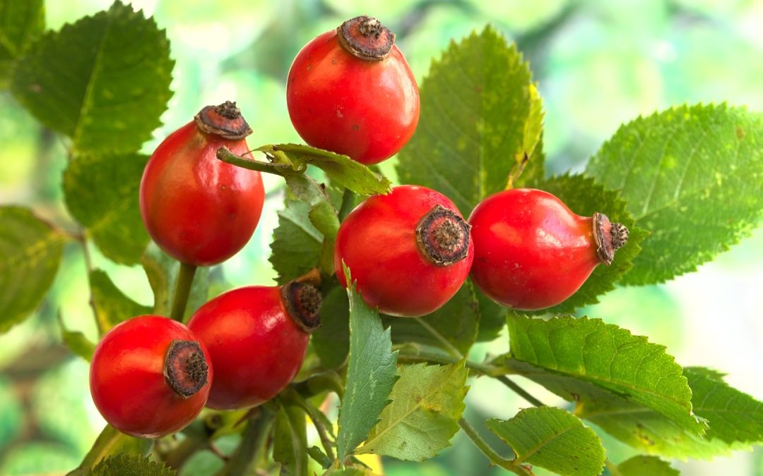 Énergie de l&rsquo;automne : présentation de quelques plantes pour bien vivre l&rsquo;hiver !