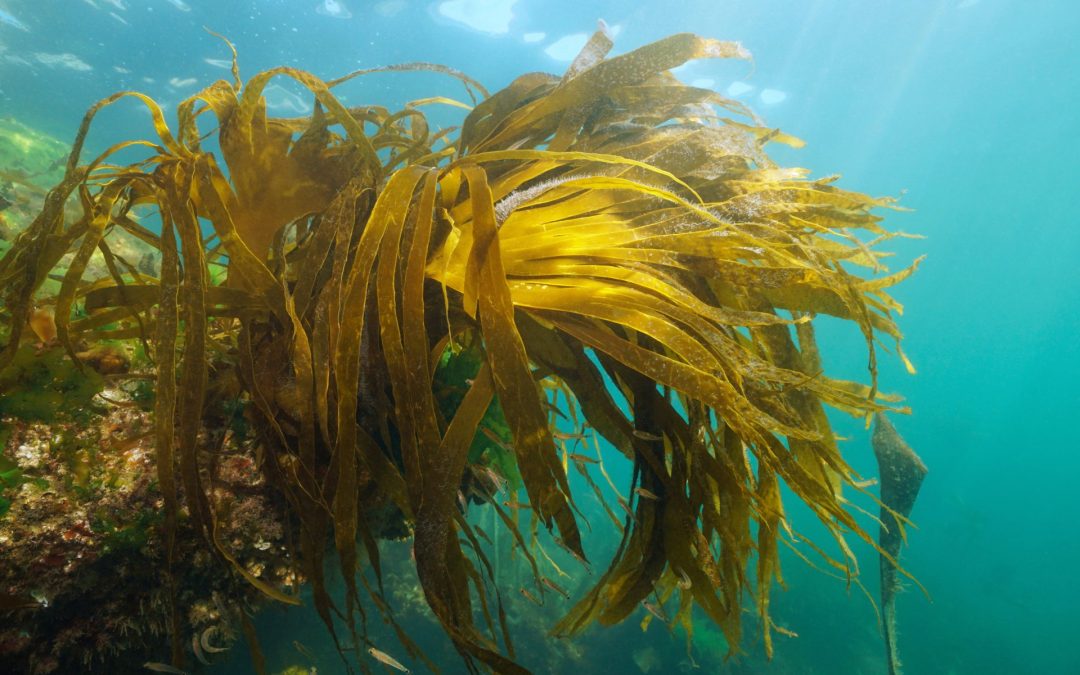 E400 : Inquiétudes pour les forêts marines