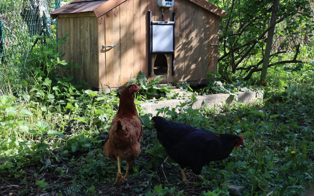 Porte Ouverte du jardin de Nature & Progrès
