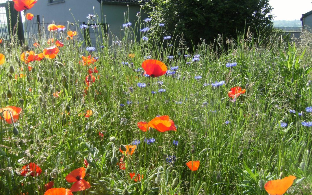 Un potager varié sans trop d&rsquo;effort