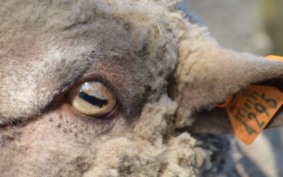 Vaccination animale : quels risques ?