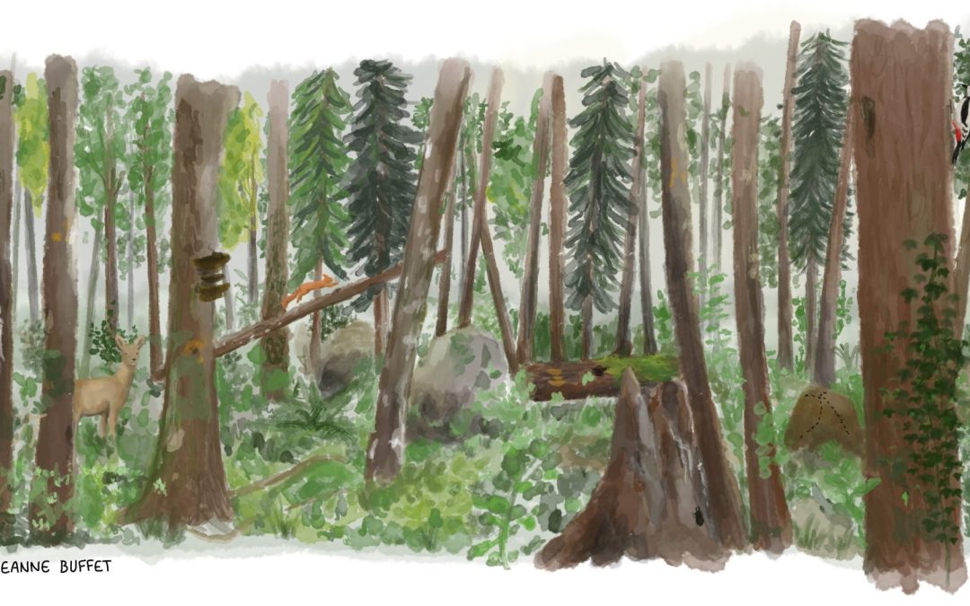 Faire revivre des forêts primaires