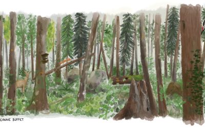 Faire revivre des forêts primaires