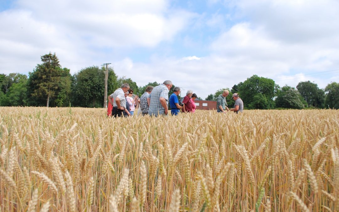 Des leviers pour une agriculture sans pesticides