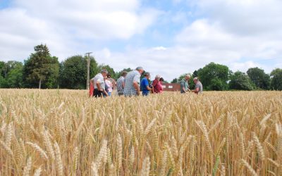 Des leviers pour une agriculture sans pesticides